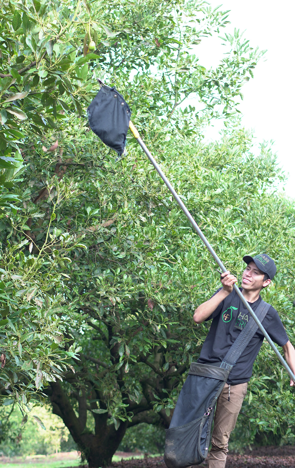 Mexican Avocado Producers for Europe